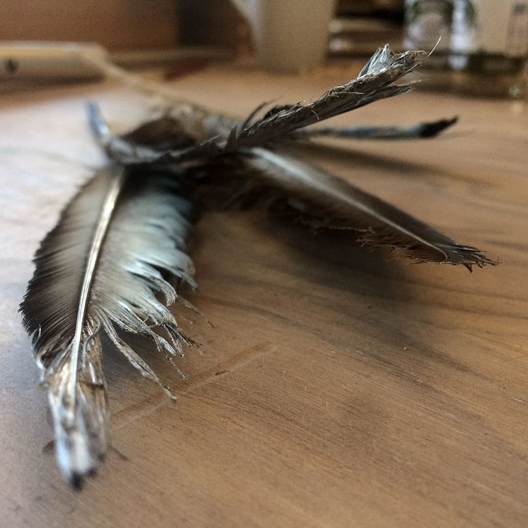 FeatherTexture