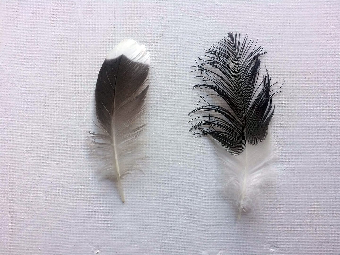 FeatherInspiration