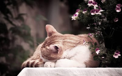 Answering the calling of cats