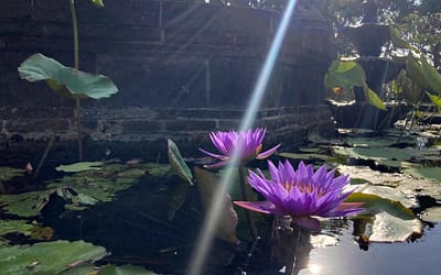 Gifts in plain sight & meeting the peacekeeper of Brahmavihara